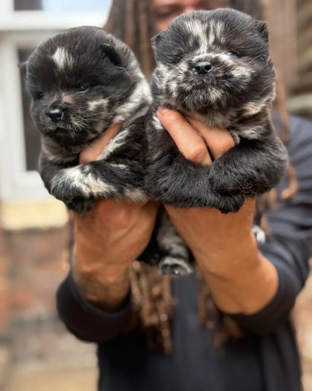 Adorable Fluffy Chow Chow Puppies &ndash; Forever Homes
