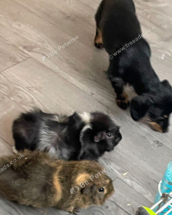 Guinea pigs
