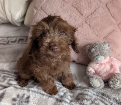 Cockapoo pups f2b Reduced price