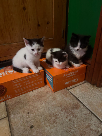 Beautiful Loving Kittens for Sale