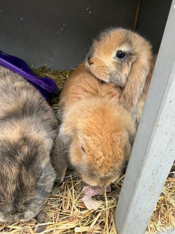 Last little girl available ready now