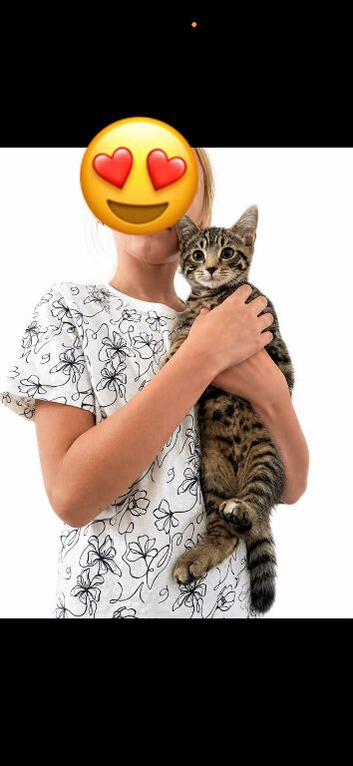 kitten