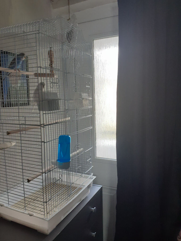 2 budgies