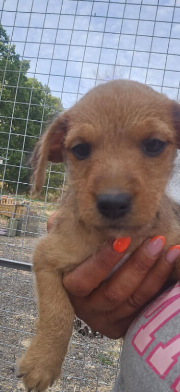 Border terrier X Jack Russell