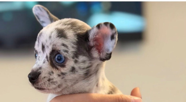 1 leftMerle female chihuahuas