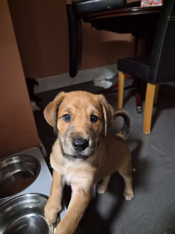 Smart puppies