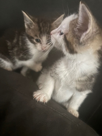 Kitten's for sale leeds