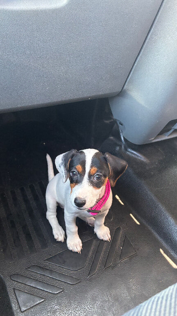 5 month old jack russell &pound;200 - needs a new home