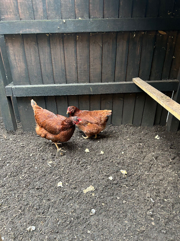 2xPoint of lay Chickens