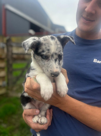 2 Blue Merle Bitch pups