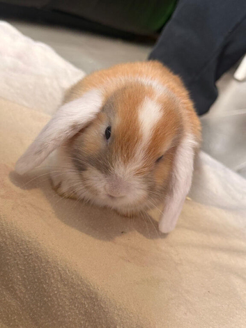 Pure breed mini lops