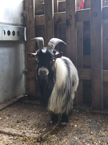 Intact male Pgymy goat for sale