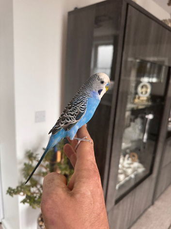 Blue Budgeese for sale