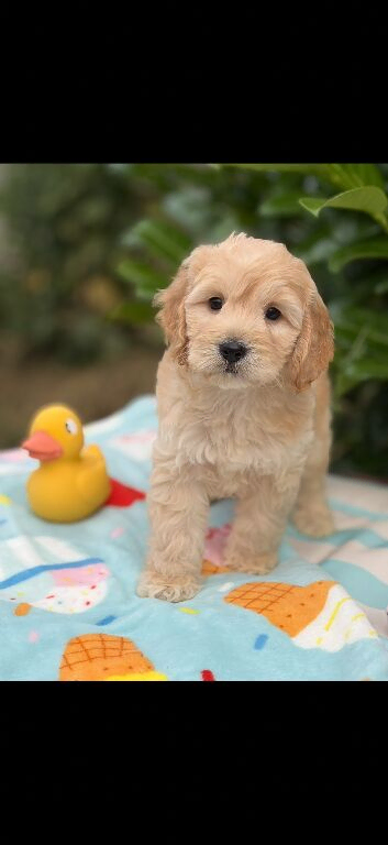 READY NOW SHOW QUALITY TOY F1 COCKERPOOS