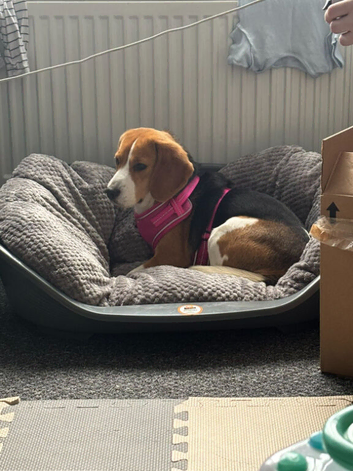 Female beagle