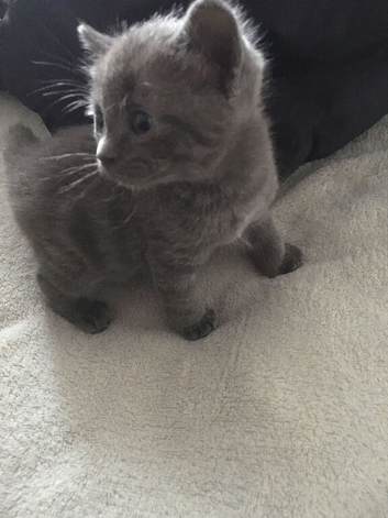 Only 2 kittens available