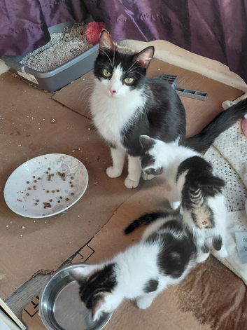 6 kittens 2 boys 4 girls