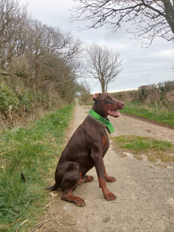 Dobermann stud kc registered.
