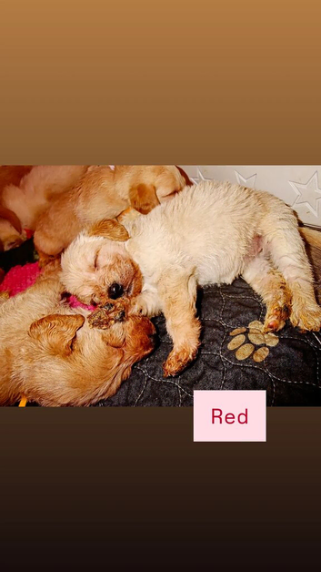 F1 GOLDEN DOODLE PUPPIES