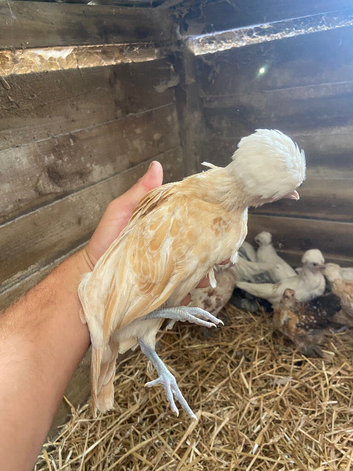 Chamois Polish growers