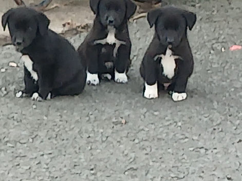 Labrador x collies