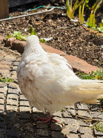 Modena and Iranian Pigeon