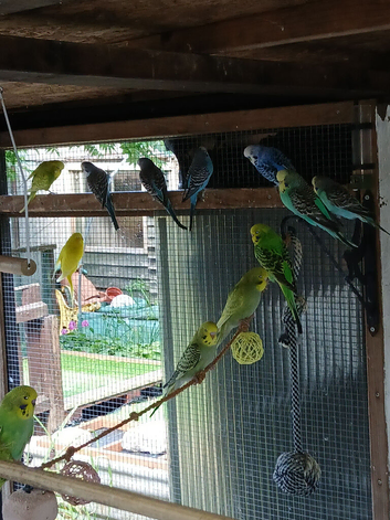 Beautiful this year aviary bred budgies