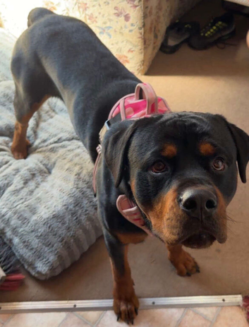 Looking for the Right Home for Rory the Rottweiler