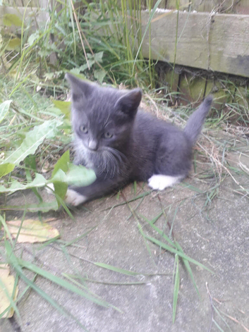 Kittens
