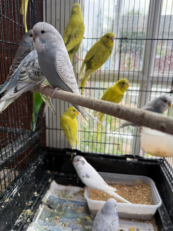 Budgies 3-4 months old.