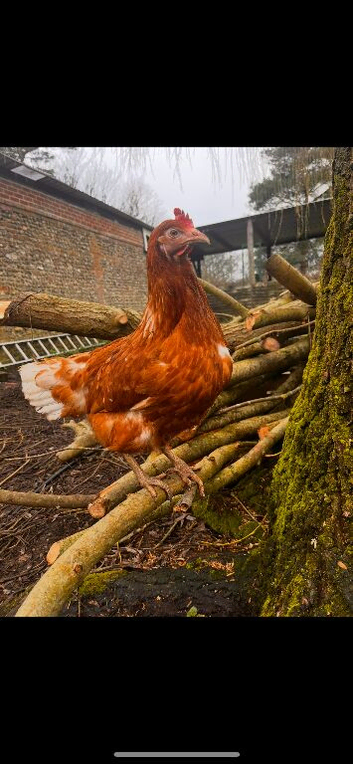 Warren hens vaccinated
