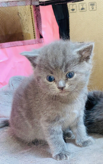 British shorthair kittens