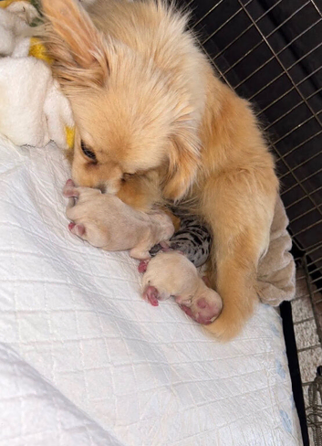 3 stunning Pomeranian puppies for sale