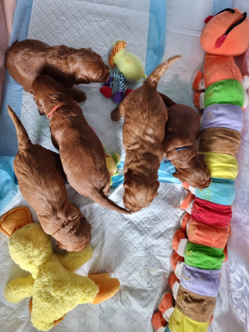 F1 Cockapoo puppies fully DNA tested parents
