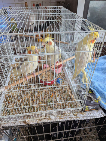 HR cockatiels