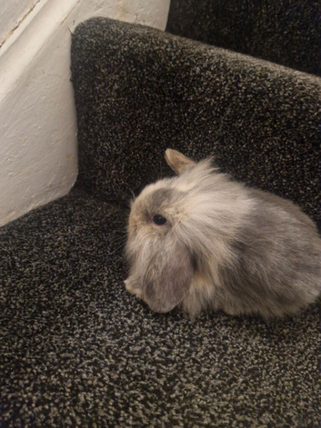 Lionhead