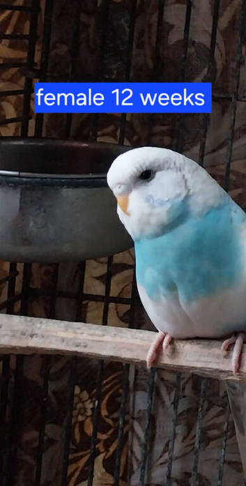 1 female Budgies for sale