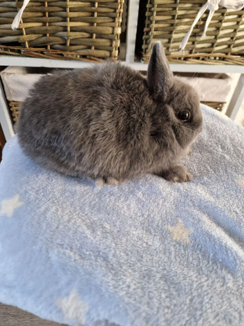 Pure bred Netherland Dwarf Blue girl