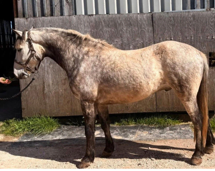 2019 born Connemara gelding