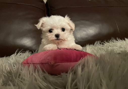 Last Beautiful KC Registered Maltese Girl Available