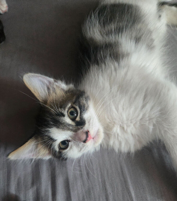 1 boy adorable kitten Norwegian Forest cross Russian Blue