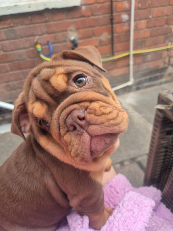 Chocolate  tan bulldog