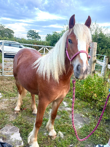 1.5 year old filly for long term companion loan