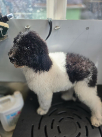 READY NOW Beautiful kc standard poodle puppies