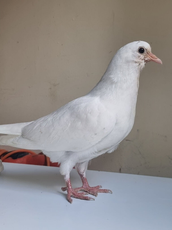 Stunning pure young white pigeon for sale