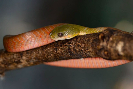 CB22 Boiga Nigriceps - Black Headed Cat Snake (Rear Fang Venemous)