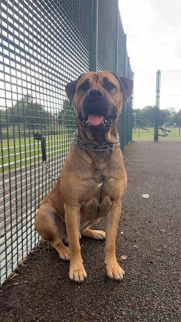 19 month old boerboel cross