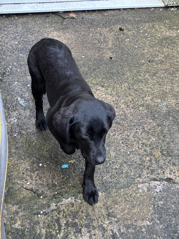 Beautiful female Labrador
