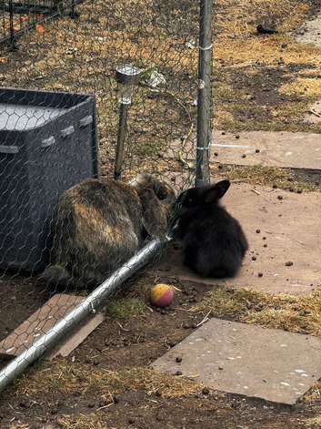 Dwarf/ Lop bunnies