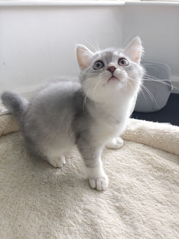 Kitten